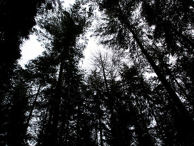 长树背景棕色森林美丽远足叶子木头公园农村树木风景图片