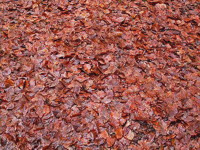 秋冬树叶背景图片