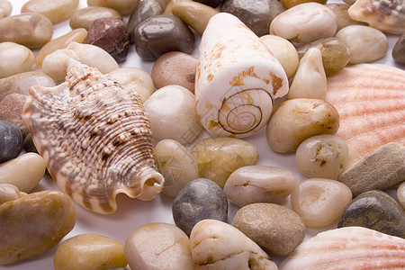 蜗牛壳贝壳和卵石阳光生活石头ip扇贝收藏蜗牛海洋旅行团体背景