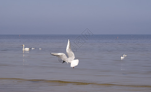 海鸟钓鱼空气荒野海岸地平线翅膀蓝色野生动物旅行反射图片