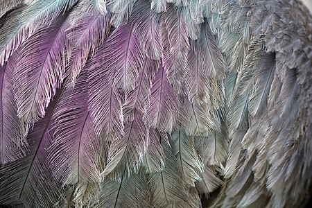 羽羽毛天鹅柔软度翅膀野生动物投标宏观白色头发枕头图片