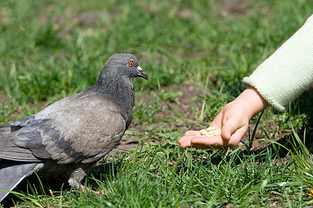 儿童喂养一只鸟图片