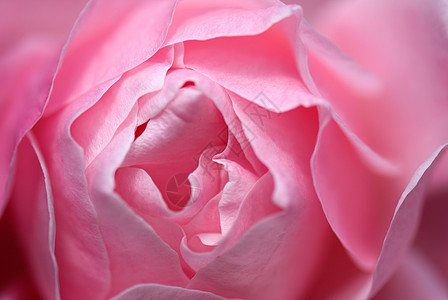 粉红玫瑰粉色花瓣宏观背景图片