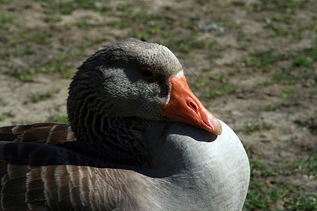 鸭鹅和天鹅相似度鸭子账单贵宾眼睛白色涉水生物男性啄木鸟图片