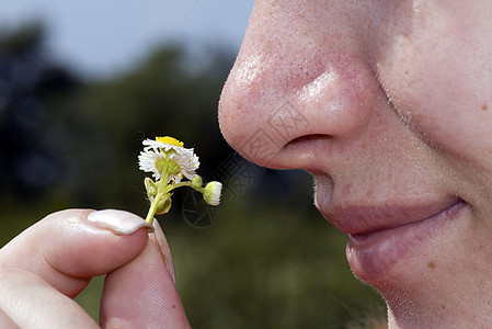 女孩闻闻医用卡通糖甘菊芳香牛眼植物草本植物花瓣温泉疗法雏菊园艺图片