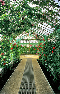 温室内皇家花园绿色植物紫红色旅游园艺地标玻璃图片