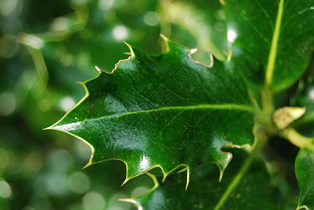密寄托 Mistlete植物假期绿色季节性艺术庆典叶子背景图片