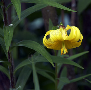 百合绿色植物礼物白色庆典宏观黑色香味花瓣黄色图片