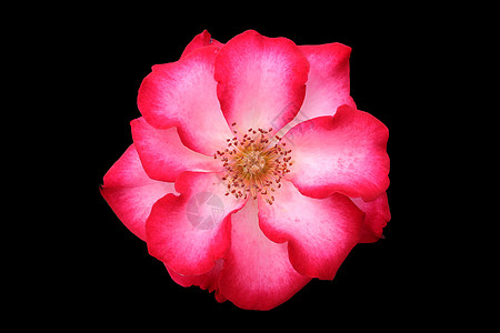 美丽的红白玫瑰花花 孤立的图片