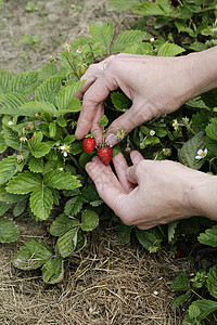 女人手中的草莓生长饮食水果花园维生素红色浆果衬套女士植物背景图片