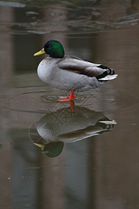 冰上鸭子宠物野生动物水鸟指针反省反射羽毛移民木头鸟类图片