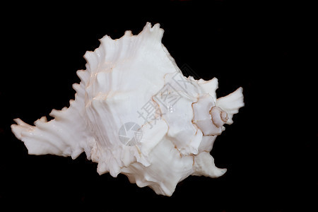 在黑色上隔离的 Clamshell宝石珍珠螺旋漩涡海洋礼物贝类海鲜软体宝藏图片