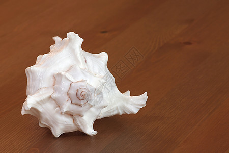 木制背景的Clamshell礼物软体贝类宝藏珍珠宝石螺旋漩涡动物海鲜图片