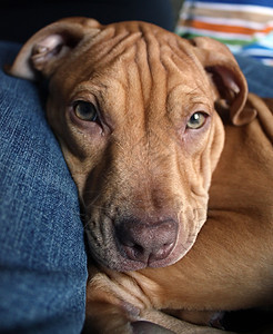 斗牛小狗耳朵血统朋友博士兽医哺乳动物猎犬宠物生物肌肉图片