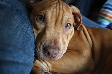 斗牛小狗博士犬类生物红色兽医宠物朋友猎犬哺乳动物耳朵图片