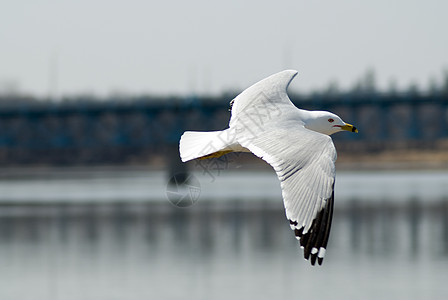鹦鹉飞飞行海鸥海鸟航班野生动物动物自由翼展羽毛空气翅膀背景