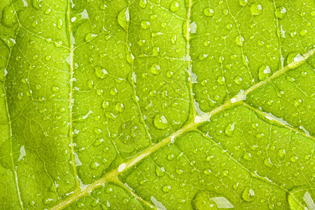 有水滴的绿叶静脉绿色叶子植物雨滴宏观图片