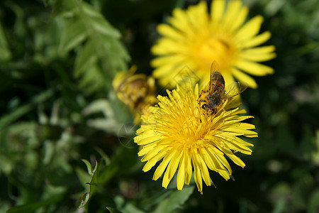 丹德利翁号上的蜜蜂花蜜杂草蜂蜜黄色吮吸背景图片
