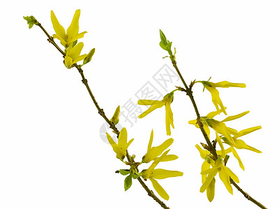 骨协联乡村黄色叶子衬套季节植物绿色白色图片