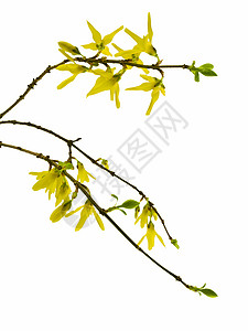 骨协联叶子植物黄色衬套季节白色乡村绿色图片