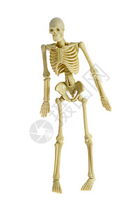 骨架插图裁缝冥想医疗骨头身体科学塑料白色骨骼图片