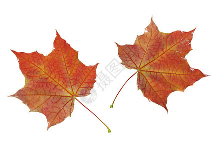 红叶木头耀斑植物女士树叶叶子丢弃腐烂变色橙子图片