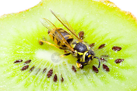 黄蜂在Kiwifruit上宏观翅膀危险身体条纹天线奇异果毒液荒野害虫图片