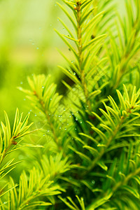 在网上投放蛛网居住淋浴叶子泡沫下雨木头植物森林半边天图片