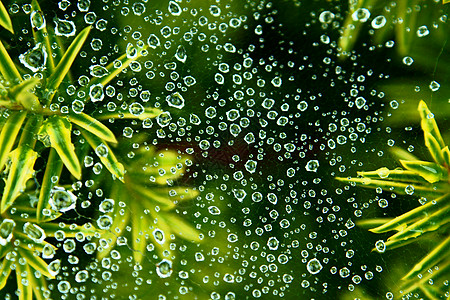 在网上投放蜘蛛网天气蔬菜植物昆虫游丝叶子森林绿色植物木头图片