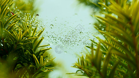 在网上投放淋浴蛛网泡沫半边天居住天气森林下雨昆虫游丝图片