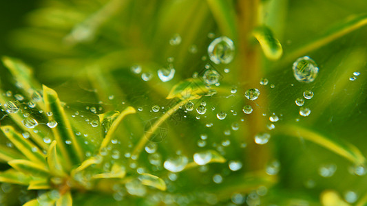 在网上投放淋浴木头泡沫下雨游丝居住蜘蛛网风度蔬菜绿色植物图片