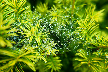 在网上投放居住蔬菜淋浴天气植物绿色植物游丝风度蜘蛛网蛛网图片
