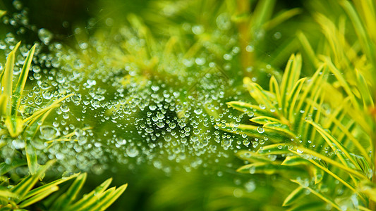 在网上投放蜘蛛网绿色植物淋浴下雨叶子木头蛛网居住昆虫森林图片