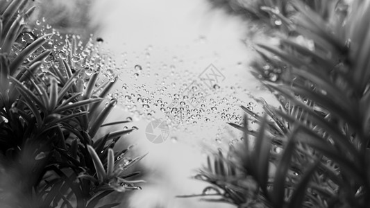 在网上投放泡沫风度半边天淋浴植物下雨绿色植物蔬菜天气游丝图片