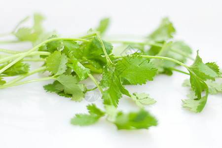 科里亚德语Name草药豆子树叶洋葱蔬菜淡绿色香料绿色食物背景图片
