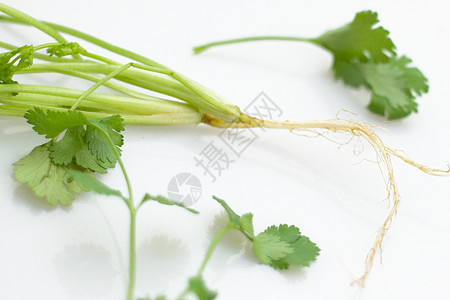 科里亚德语Name淡绿色食物香料草药豆子绿色蔬菜树叶洋葱背景图片