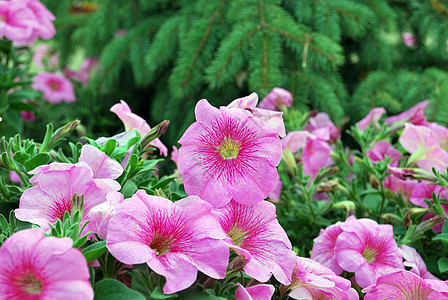 粉色佩图尼亚牵牛花芳香花坛紫色植物群园艺雌蕊宏观植物学花束图片