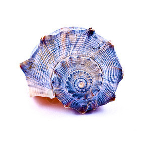 蓝螺壳壳图片