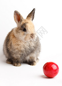 复活节动物兔子毛皮耳朵传统假期白色红色图片