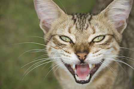 开放口齿猫猫科动物张开嘴高清图片