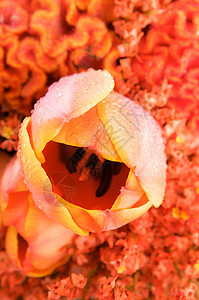 彩色的黄色新娘花束花束紧贴庆典花朵玫瑰婚礼喜悦绿色植物订婚植物群仪式花店图片