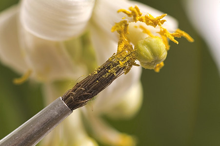 柠檬树 花粉     体外花瓣昆虫树叶柠檬花艺养花蜜蜂水果甲虫雌蕊图片