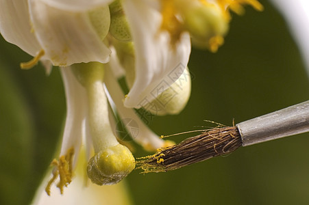 柠檬树 花粉     体外药品花瓣养花雌蕊蜂蜜刷子水果甲虫花艺昆虫图片