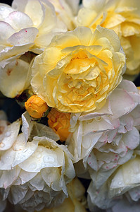 玫瑰和水花瓣植物黄色飞沫水滴宏观图片