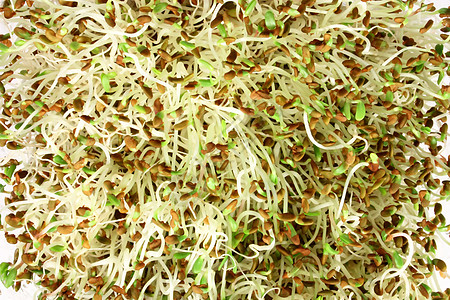 Alpha阿尔法发芽矿物饮食沙拉绿色食物植物种子图片