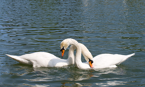 两只天鹅相爱反射白色荒野夫妻恋人游泳情侣场景羽毛图片