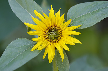 向日葵的开花黄色花药宏观花瓣心皮植物雌蕊图片