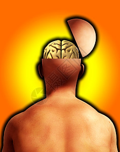 开放思想头丘脑智力想像力耳朵头脑智慧生物学脖子橙子科学图片