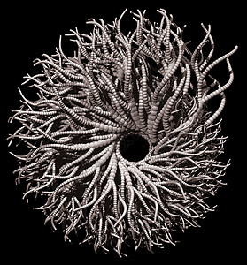 触手蠕虫外星人气泡旋转漩涡科学螺旋圆形植物插图图片