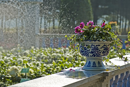 花盆花花园工艺石头植物花瓶陶瓷花店生长栅栏植物学图片